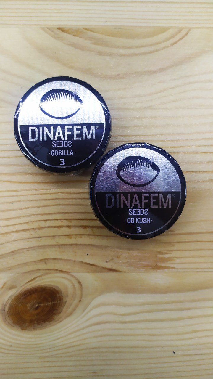 Срочно в студию!